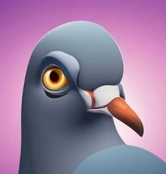 Standard city piegeon (rock dove) sporting an insulted stare